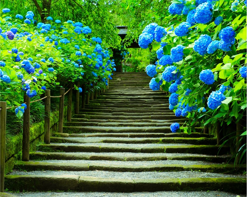 鎌倉/明月院鎌倉石参道