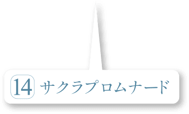 サクラプロムナード