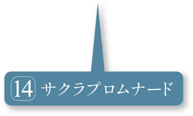 サクラプロムナード